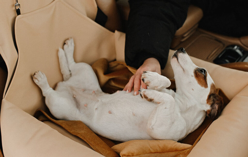 dog car booster seat