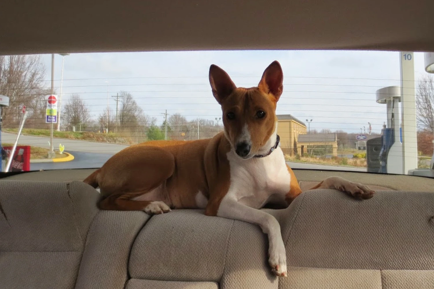 Toyota Tundra Dog Safety Belt for Basenjis