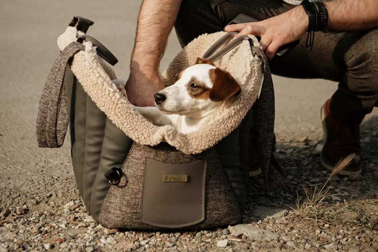 Japanese Terrier Dog Carrier Car Seat for Toyota Camry