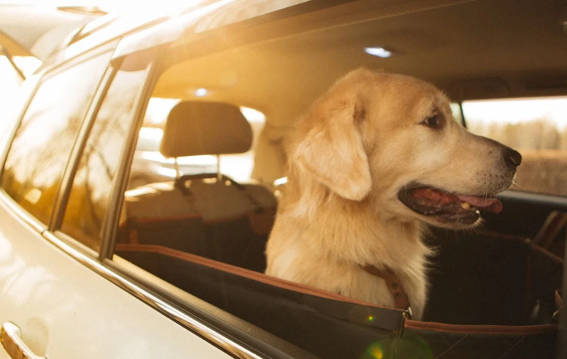 Italian Greyhounds back seat cover for Chevrolet Blazer