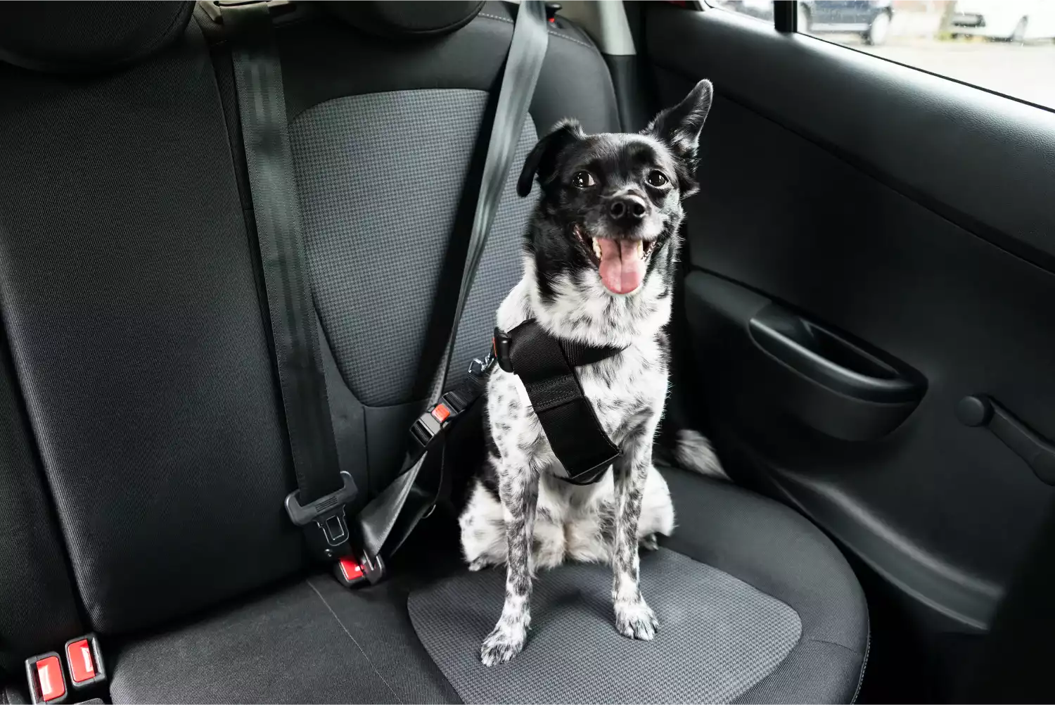 Cadillac XT5 Dog Safety Belt for Irish Setters